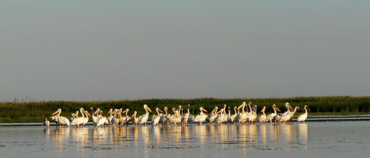 Pelicans in a special reserve in the  Danube Delta